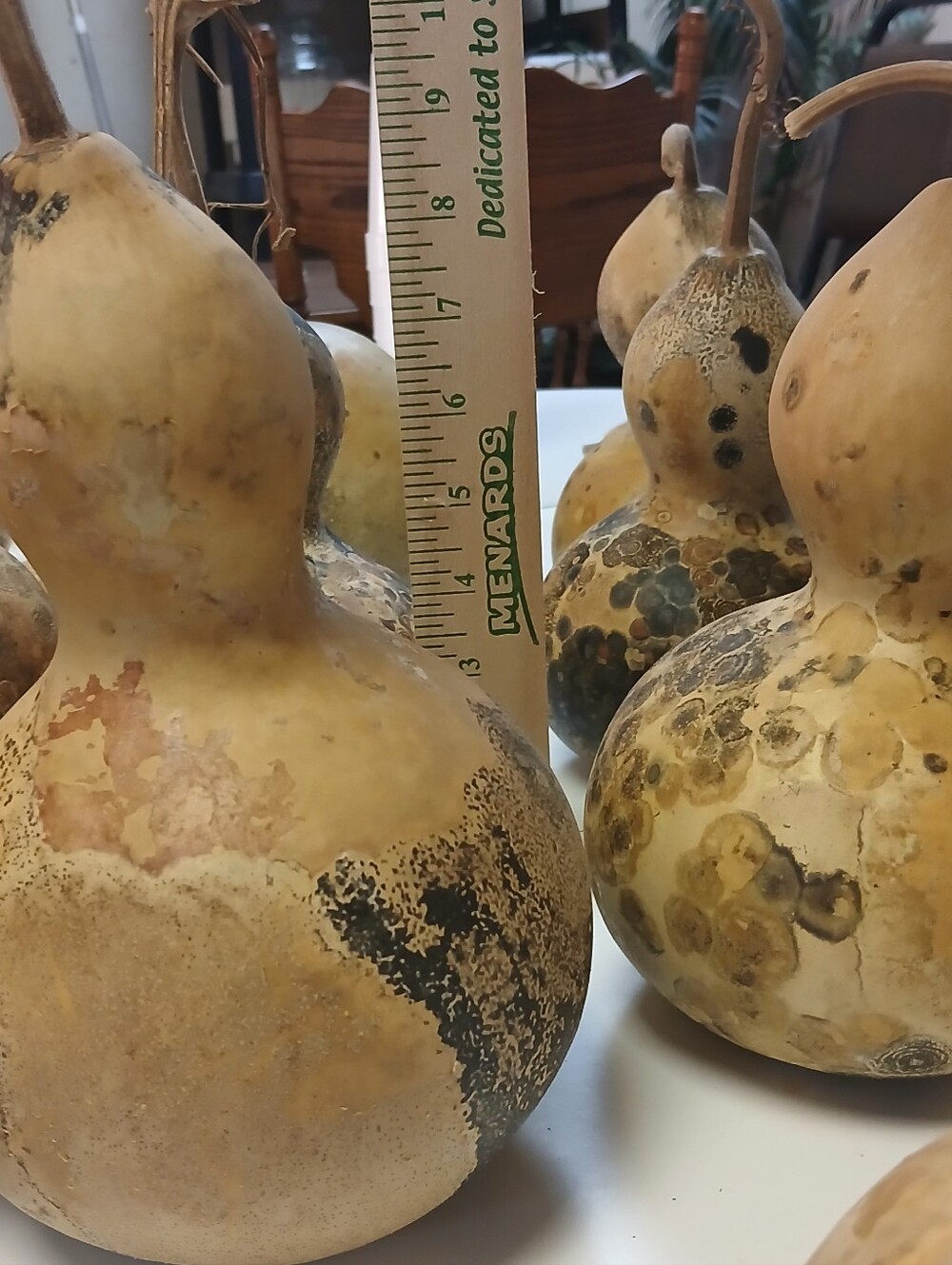 Decorative Natural Dried Gourds - Beige and Brown Home Art - Picture 8 of 10